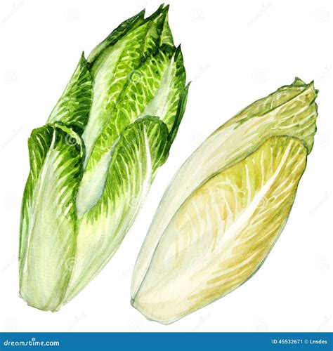illustration endive chicon