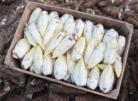 maladies endives