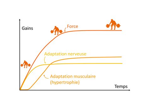 Infographie montrant l'impact du poids de l'outil sur la fatigue musculaire