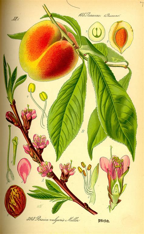 Illustration botanique du genre Prunus et ses variétés ornementales