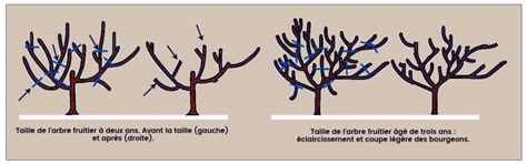 Schéma explicatif de la taille des arbres ornementaux de type Prunus
