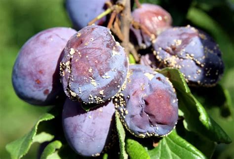Fruits de prunier atteints de moniliose