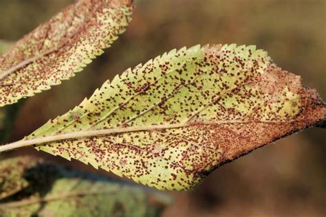 Feuilles de prunier atteintes de rouille