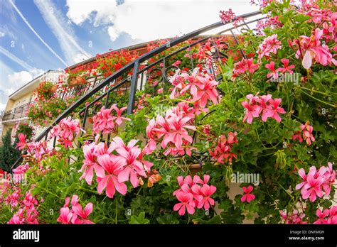 Géranium lierre en cascade sur un balcon
