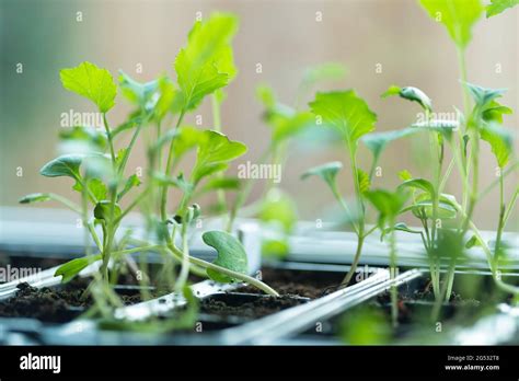 Plantules de géranium fraîchement germées