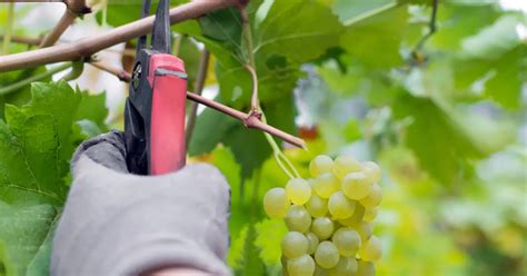 Vigne grimpante et outils d'épamprage