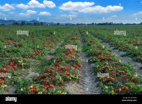 Champ de tomates en Sicile