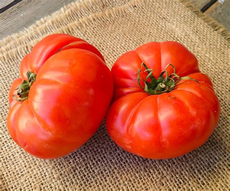 Tomate côtelée