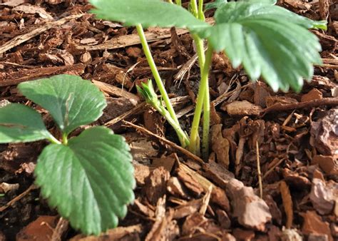 Application de paillis de coco autour des fraisiers