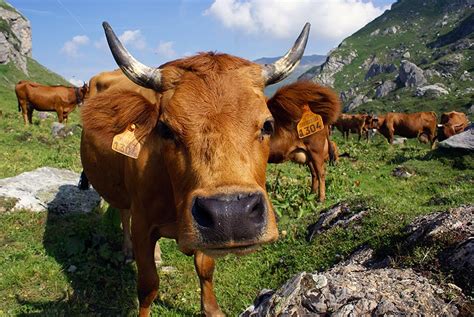 Une vache de race Tarine dans un paysage d'alpage