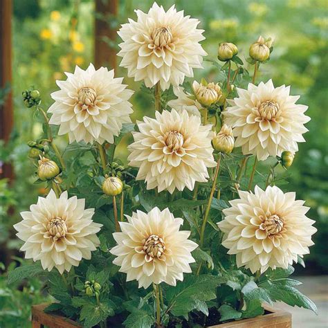 Dahlia 'Café au Lait' en pleine floraison dans un jardin