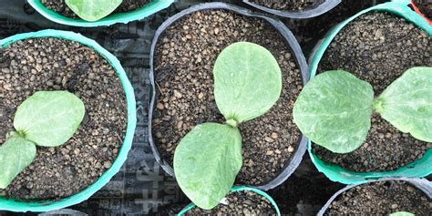 Jeunes plants de courges en godets, prêts à être repiqués