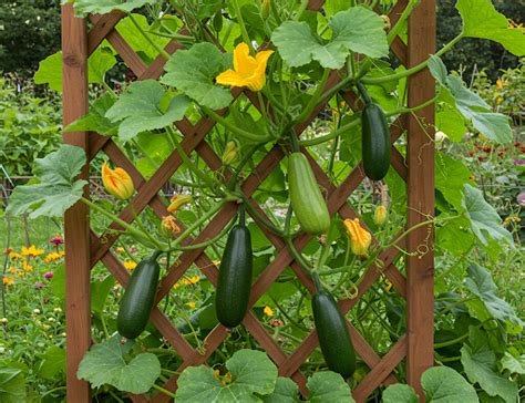 Courges butternut palissées sur un treillis