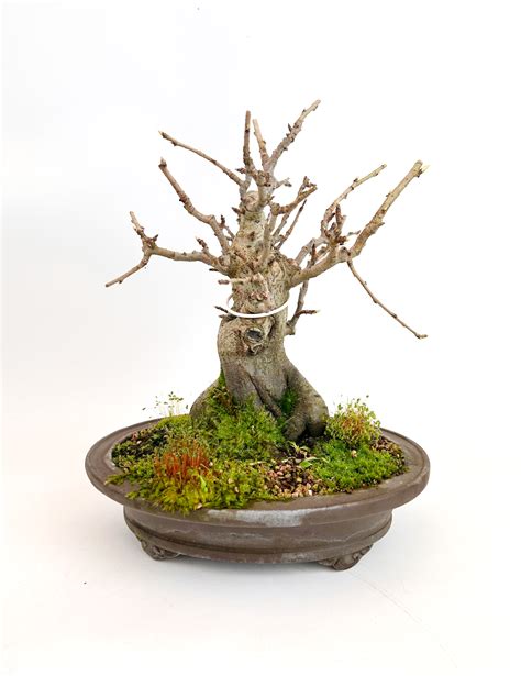 Bonsaï de Pourthiaea villosa en fleurs