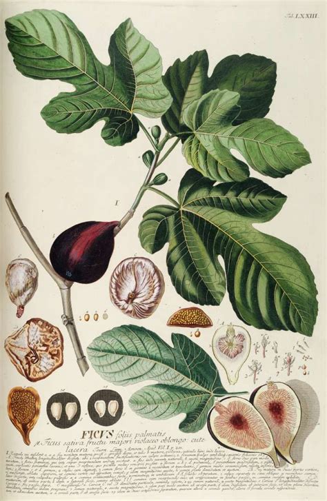 Illustration botanique du Ficus carica et de ses bourgeons