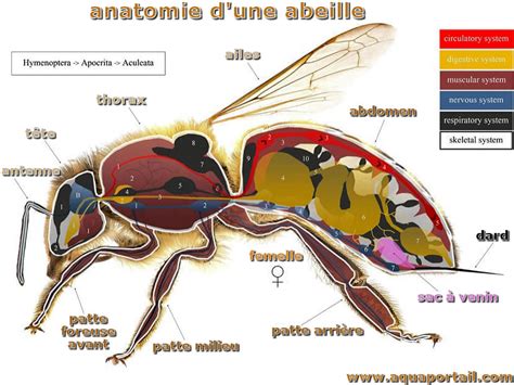 Schéma de l'anatomie d'une abeille reine