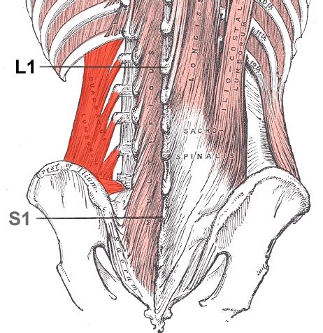 Schéma anatomique du muscle Quadratus Lumborum