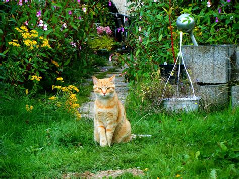 Chat dans un potager