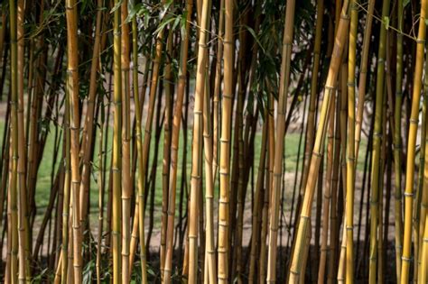 Exemple de brise-vue naturel en rouleau