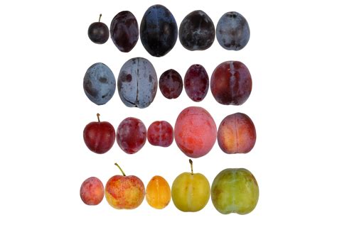Assortiment de prunes fraîches et de pruneaux