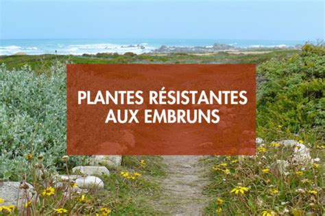 plantes résistantes aux embruns