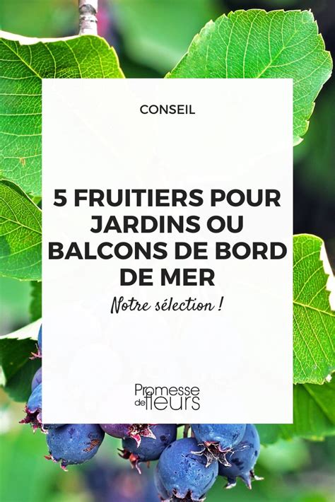 arbres fruitiers en bord de mer