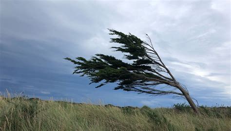 potager protégé du vent en bord de mer