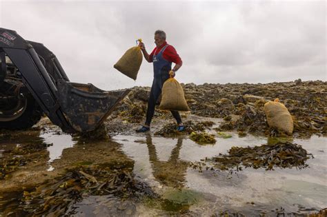 récolte d'algues sur une plage
