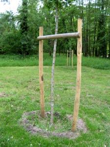 Arbre nouvellement planté avec des tuteurs