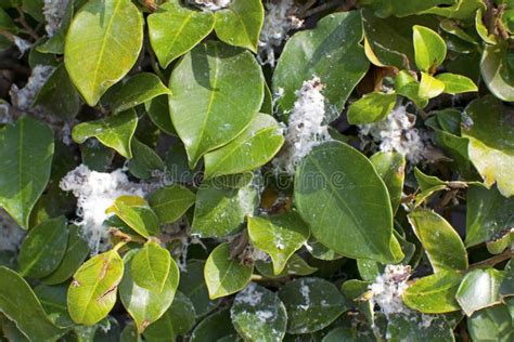 Feuilles d'arbre couvertes de mildiou blanc