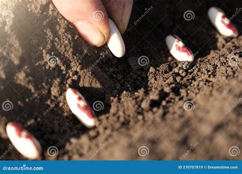 Gros plan sur des mains enfantines plantant des graines