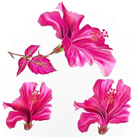 Illustration d'une variété d'hibiscus aux couleurs vives