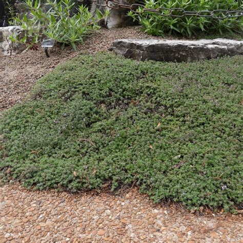 Jardin sec avec dalles de schiste et thym laineux