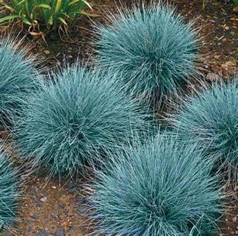 Graminée fétuque bleue en massif