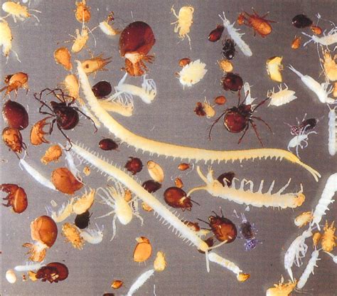 Illustration de la microfaune du sol.