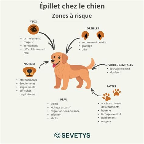 Schéma illustrant la progression d'un épillet dans le pelage d'un chien