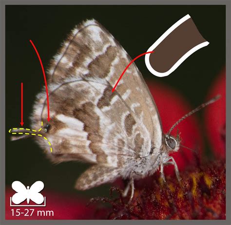 Diversité des Pelargoniums