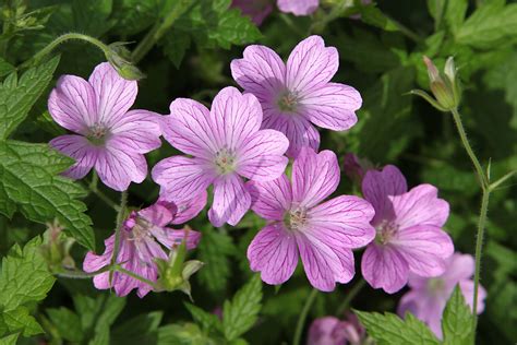 Géranium Vivace en Pleine Terre