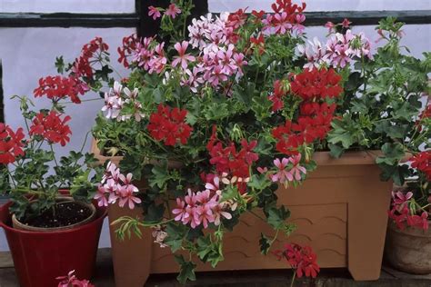 Jardinière de Pelargoniums