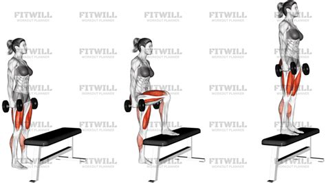 Schéma anatomique des muscles sollicités lors d'une montée sur banc