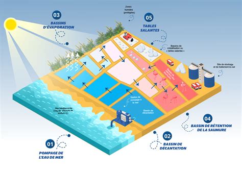 Schéma du fonctionnement d'un marais salant, de l'entrée de l'eau à la récolte