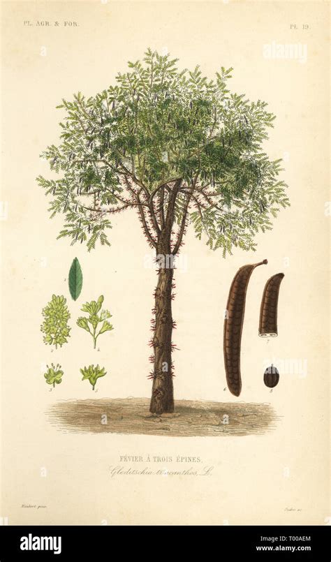 Illustration botanique d'un Gleditsia triacanthos en milieu paysager