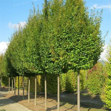 Schéma illustrant la différence entre Carpinus betulus et Carpinus coreana