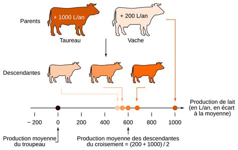 Schéma illustrant le cycle de croissance de la laine et les zones corporelles de tonte