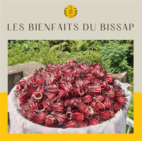 Infographie illustrant les bienfaits nutritionnels du bissap : vitamine C, antioxydants et régulation de la tension