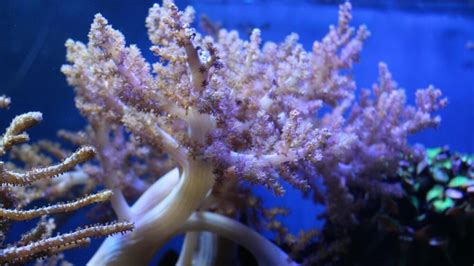Corail Arbre du Kenya (Capnella sp.) dans un aquarium récifal