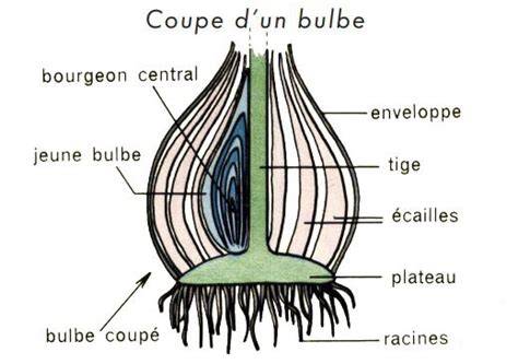 Schéma explicatif de la morphologie d'un bulbe en coupe
