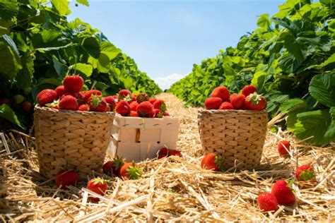 Champ de fraises ensoleillé