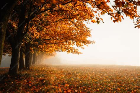 Paysage de jardin en automne avec des arbres aux feuilles tombées