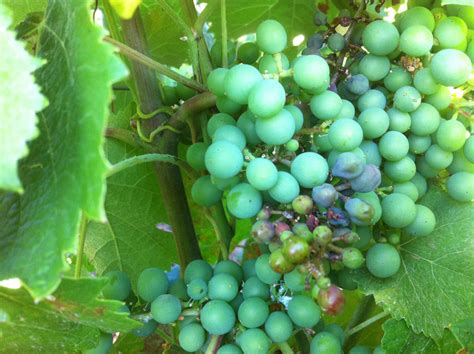 Photographie comparative d'une grappe saine et d'une grappe touchée par le rot brun